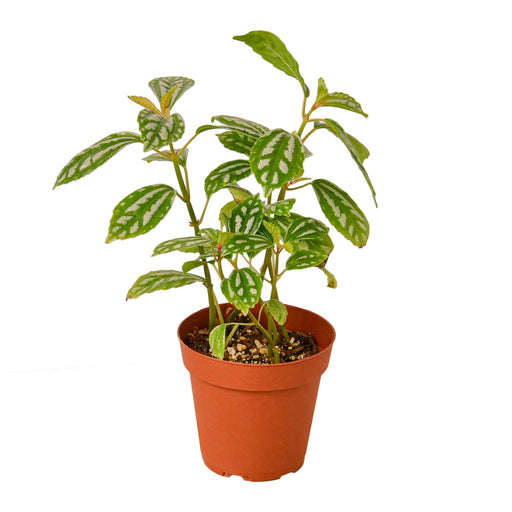 Pilea Aluminum