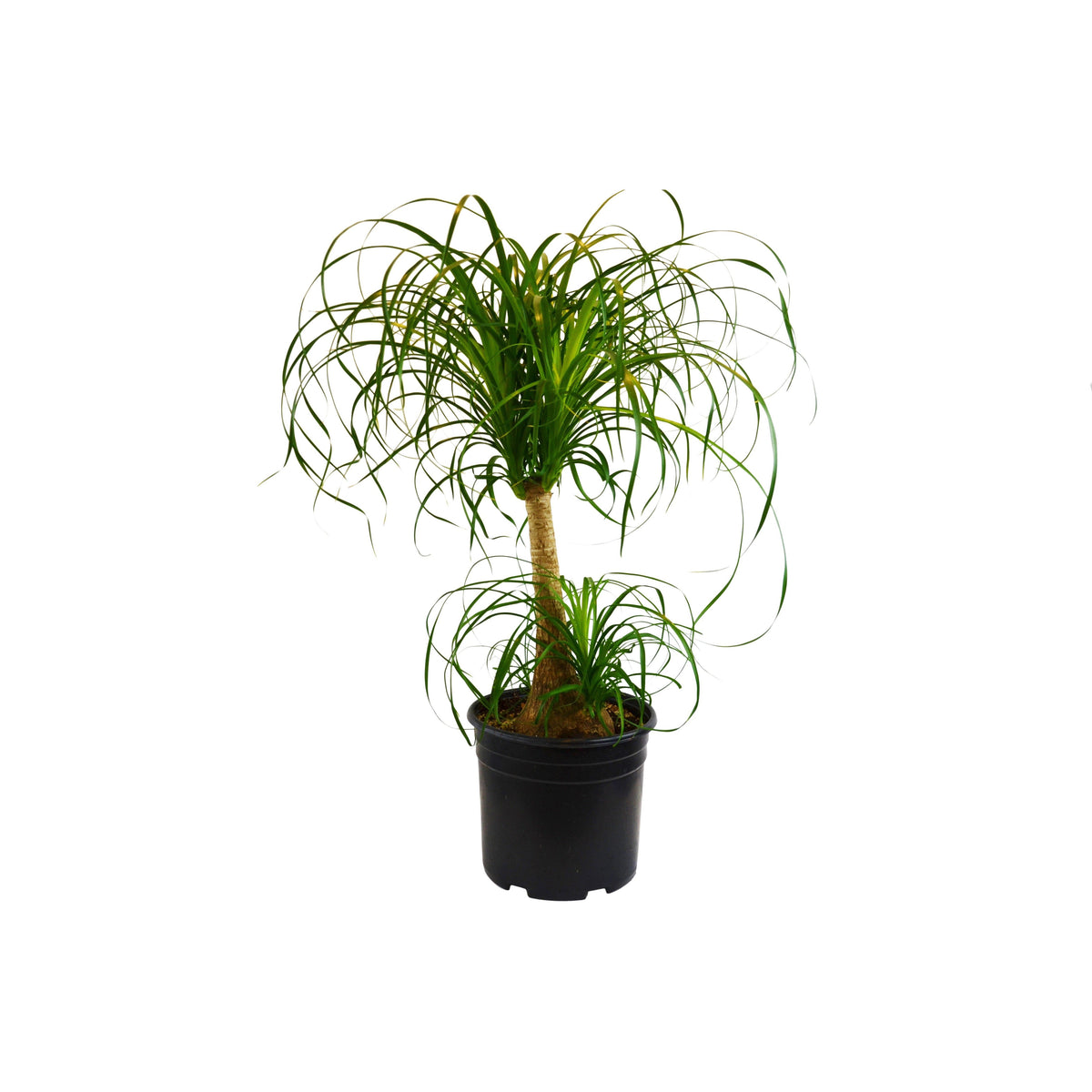 Palm 'Ponytail'