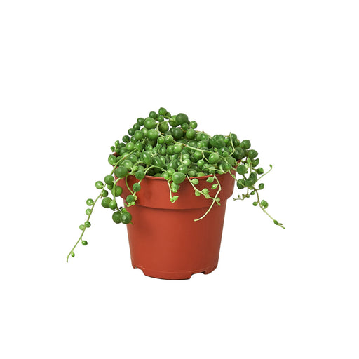 Succulent String of Pearls