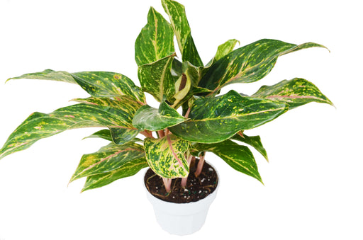 Chinese Evergreen Sparkling Sarah