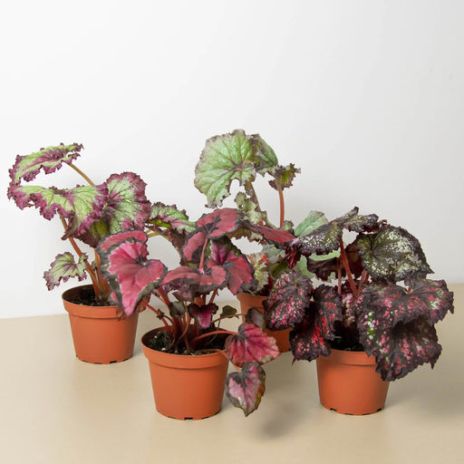 Begonia Rex