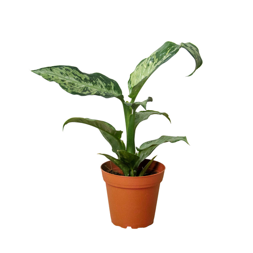 Dieffenbachia Memoria Corsii