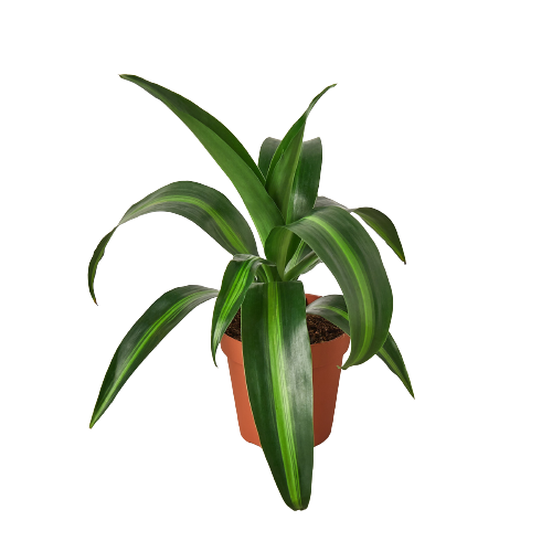 dracaena fragrans mas Dracaena 'Massangeana'