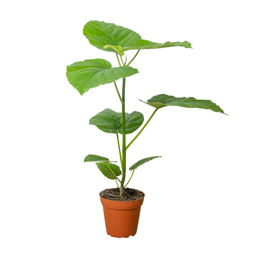 Ficus Umbellata