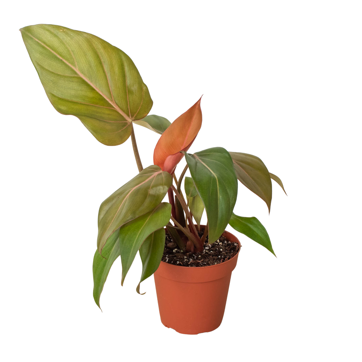 Philodendron 'Summer Glory' — thirstyleaves