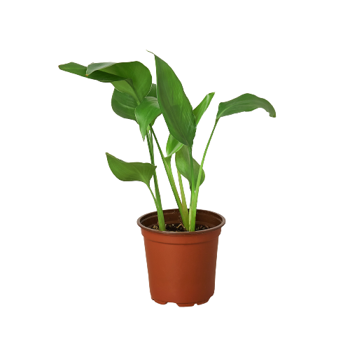 White Bird of Paradise Strelitzia Nicolai