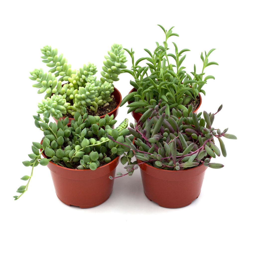 Trailing Succulents — thirstyleaves