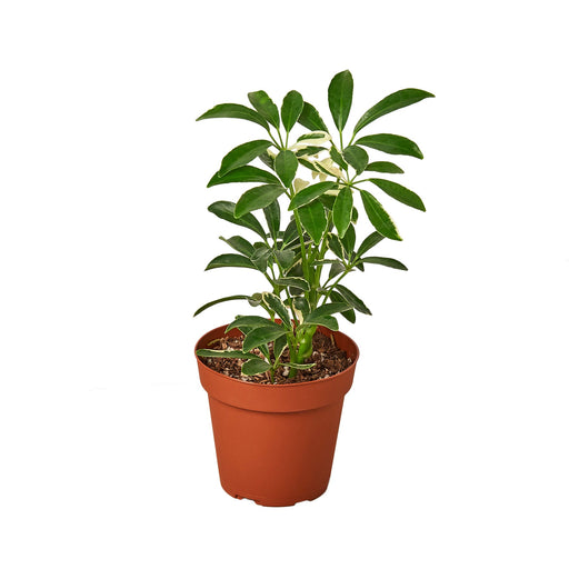 Schefflera Moonlight Umbrella Plant