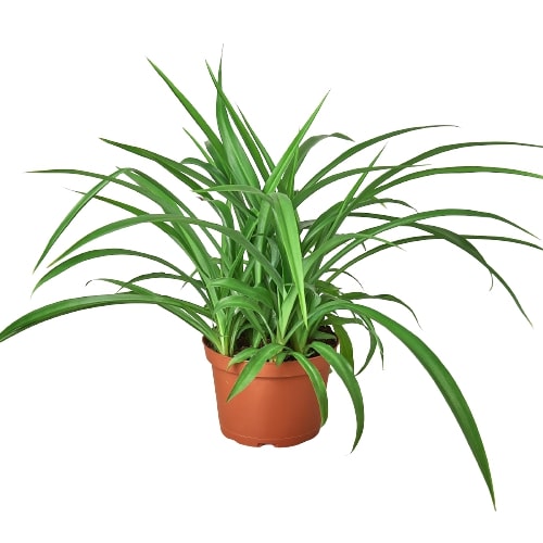Spider Plant Green