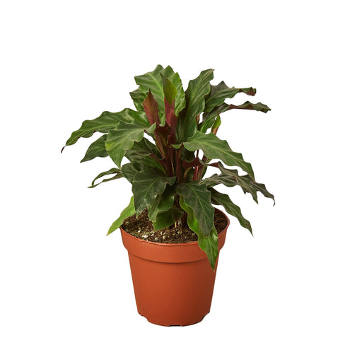 Calathea Rufibarba Furry Feather