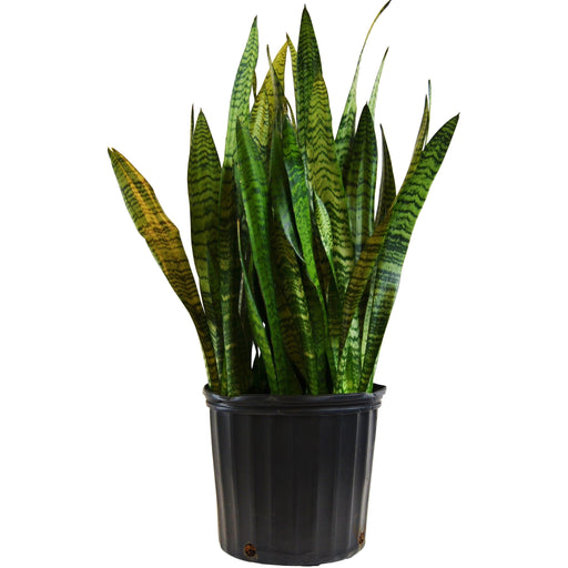 Snake Plant Zeylanica (Sansevieria)