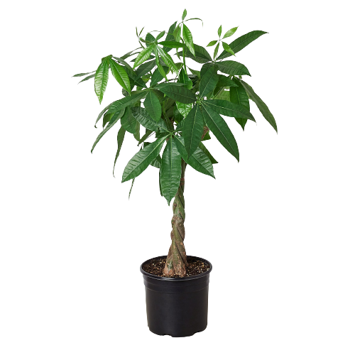Money Tree Guiana Chestnut Pachira Braid