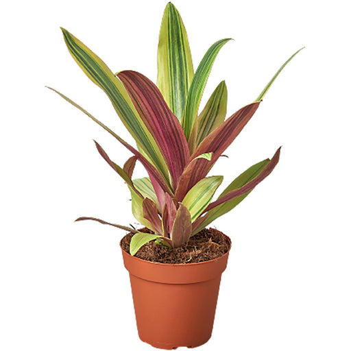 Tradescantia Sitaras Gold