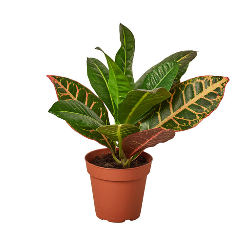 Croton Petra Josephs Coat