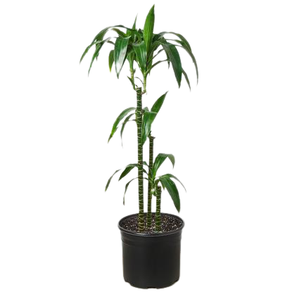 elegance plant Dracaena 'Elegance'