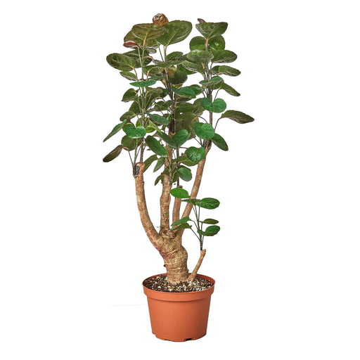 Aralia Fabian Stump Polyscias Scutellaria