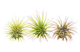 3 Ionantha Guatemala Air Plants / FREE Care Guide / Blooms