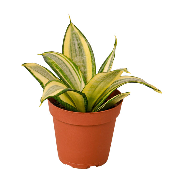 sansevieria hahnii grande Snake Plant Gold Hahnii — thirstyleaves