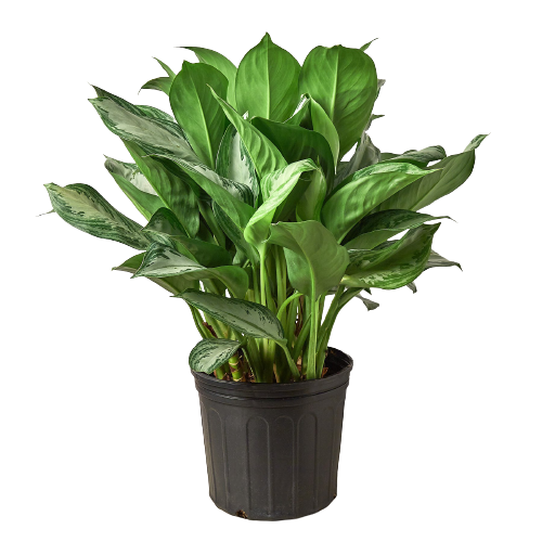 Chinese Evergreen Silver Bay