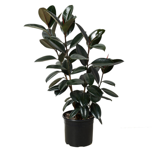 Ficus Burgundy