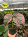 Begonia Exotica