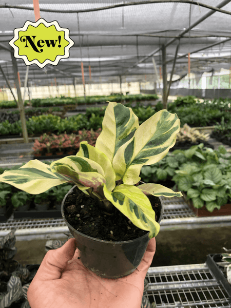 Calathea 'Yellow Fusion' — thirstyleaves