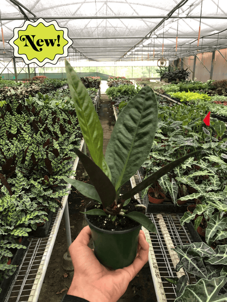 superbum anthurium Anthurium 'Superbum' — thirstyleaves