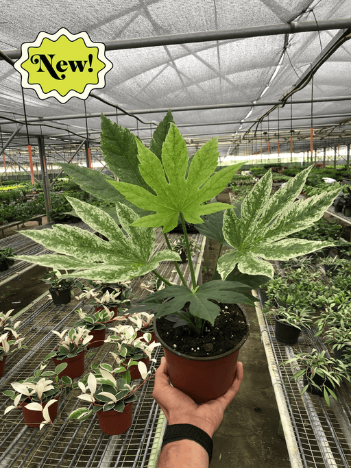 Fatsia Spiders Web